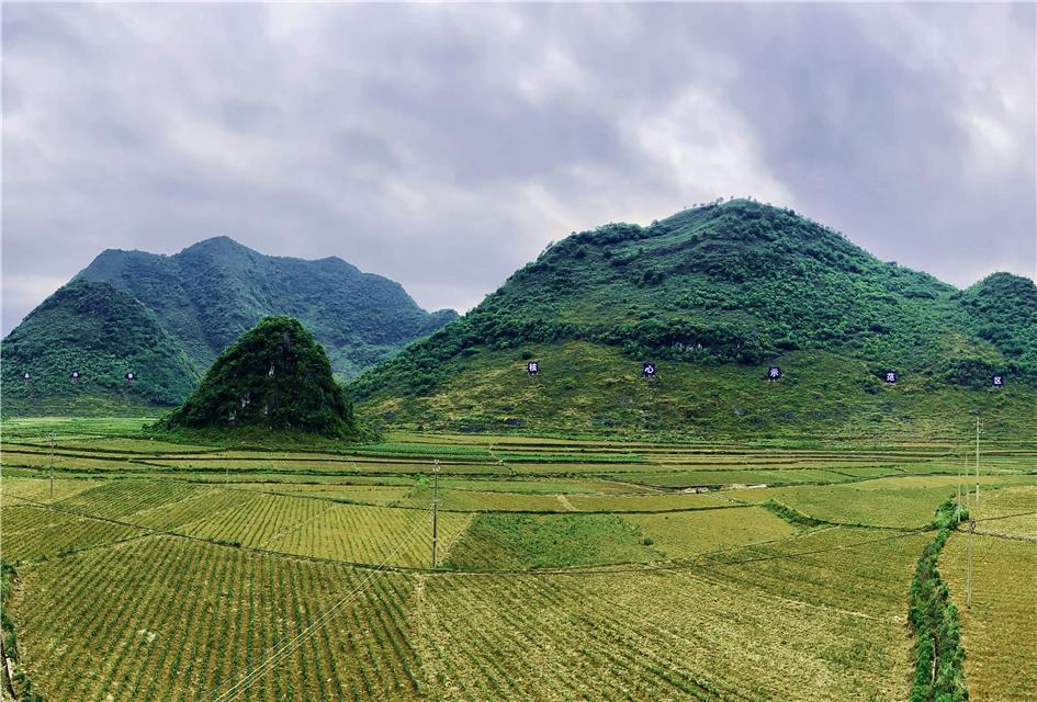 廣西壯族自治區(qū)百色市隆林各族自治縣:桑蠶織出