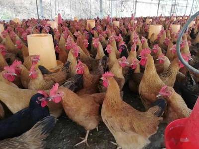 【案例】百色市隆林縣這個雞場用發酵季節性農產品+中草藥養出高品質肉雞,經濟效益好