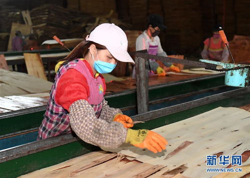 廣西隆林 木材產業(yè)助脫貧