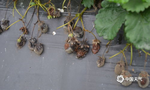 隆林低溫陰雨草莓霉變 廣西高清圖片