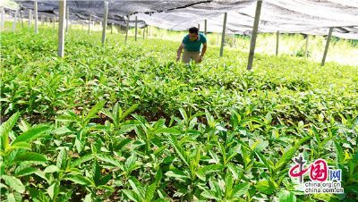 出售隆林進口種苗 芒果苗 新品種水果苗 金煌芒果苗