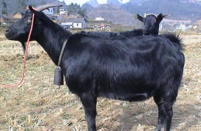 廣西百色市平果縣土特產有哪種 廣西百色平果美食排行榜前十