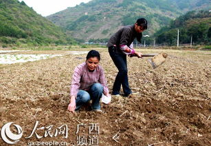 隆林秋冬種生產有序推進