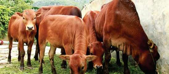 品牌廣西:國家地理標志產品卷最新章節_本書編寫組著