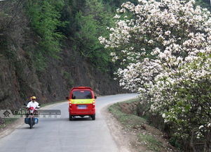 廣西隆林 又是油桐花開時 組圖