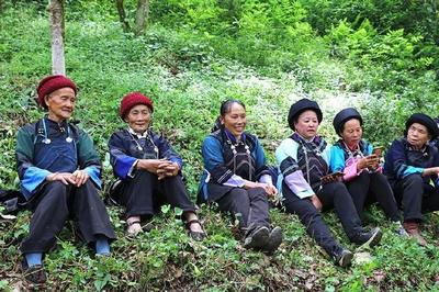 探秘隆林之這里有棵古茶樹!當(dāng)?shù)厝诉€為它過起了一個節(jié)