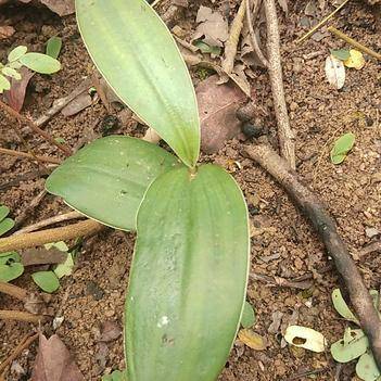 農產品批發(fā)供應商楊阿榮 - 惠農網電腦版