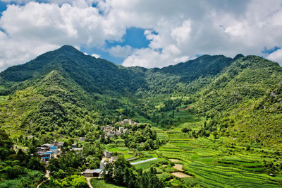 百色隆林彝族千年古樹茶祭茶盛典引狂歡