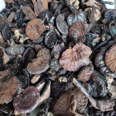 整枝本品為初級(jí)農(nóng)產(chǎn)品8公分以下靈芝整枝本品為初級(jí)農(nóng)產(chǎn)品8公分以下靈芝供應(yīng)_整枝本品為初級(jí)農(nóng)產(chǎn)品8公分以下靈芝