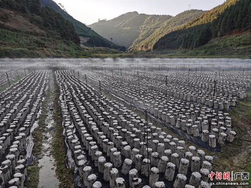 農(nóng)發(fā)行廣西區(qū)分行駐村工作隊(duì)員勤練五項(xiàng)基本功 助力隆林鄉(xiāng)村振興