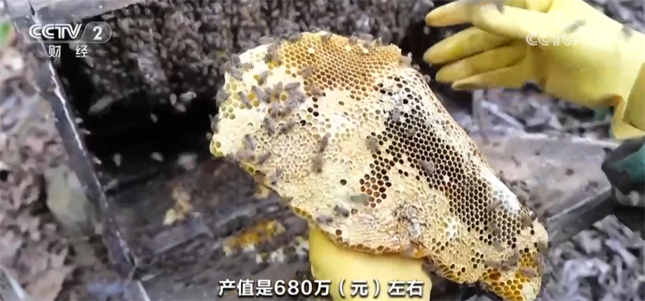 林下養蜂助農增收 &ldquo;蜜&rdquo;得先機中生態、收益&ldquo;雙贏&rdquo;