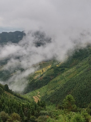 百色隆林的大山深處,云霧繚繞春來早