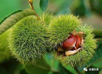 頭條消息丨合浦大月餅申報(bào)國家地理標(biāo)志保護(hù)產(chǎn)品獲受理啦,快來投票支持!_財(cái)經(jīng)_網(wǎng)