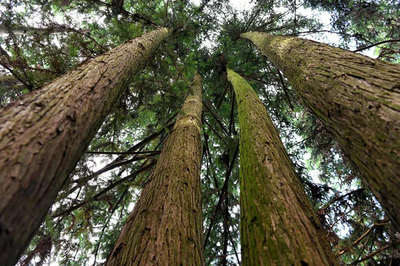 廣西隆林縣政府考察團到壯象調研