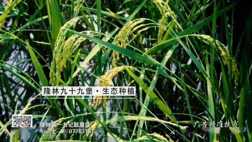 結(jié)對幫扶心連心 脫貧攻堅(jiān)實(shí)打?qū)崱兄薄^(qū)直單位定點(diǎn)幫扶隆林綜述