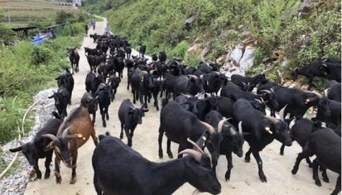 百色各縣市區(qū)特產(chǎn)一覽——隆林篇