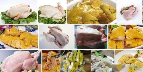 隆林縣創新養殖模式 發酵季節性農產品與中草藥共育高品質肉雞