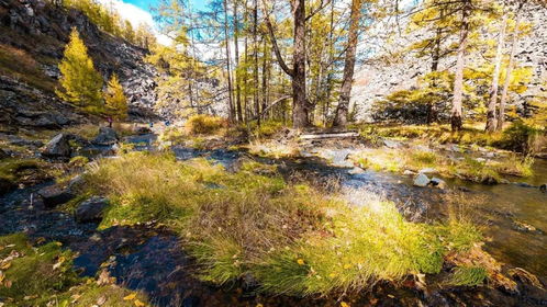 國慶特輯 | 這座全國人口最少的城市，藏著中俄邊境最美的秋色隆林