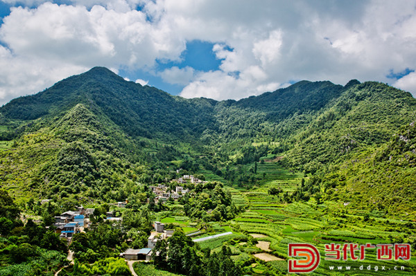 千年古樹茶祭茶盛典引狂歡 隆林