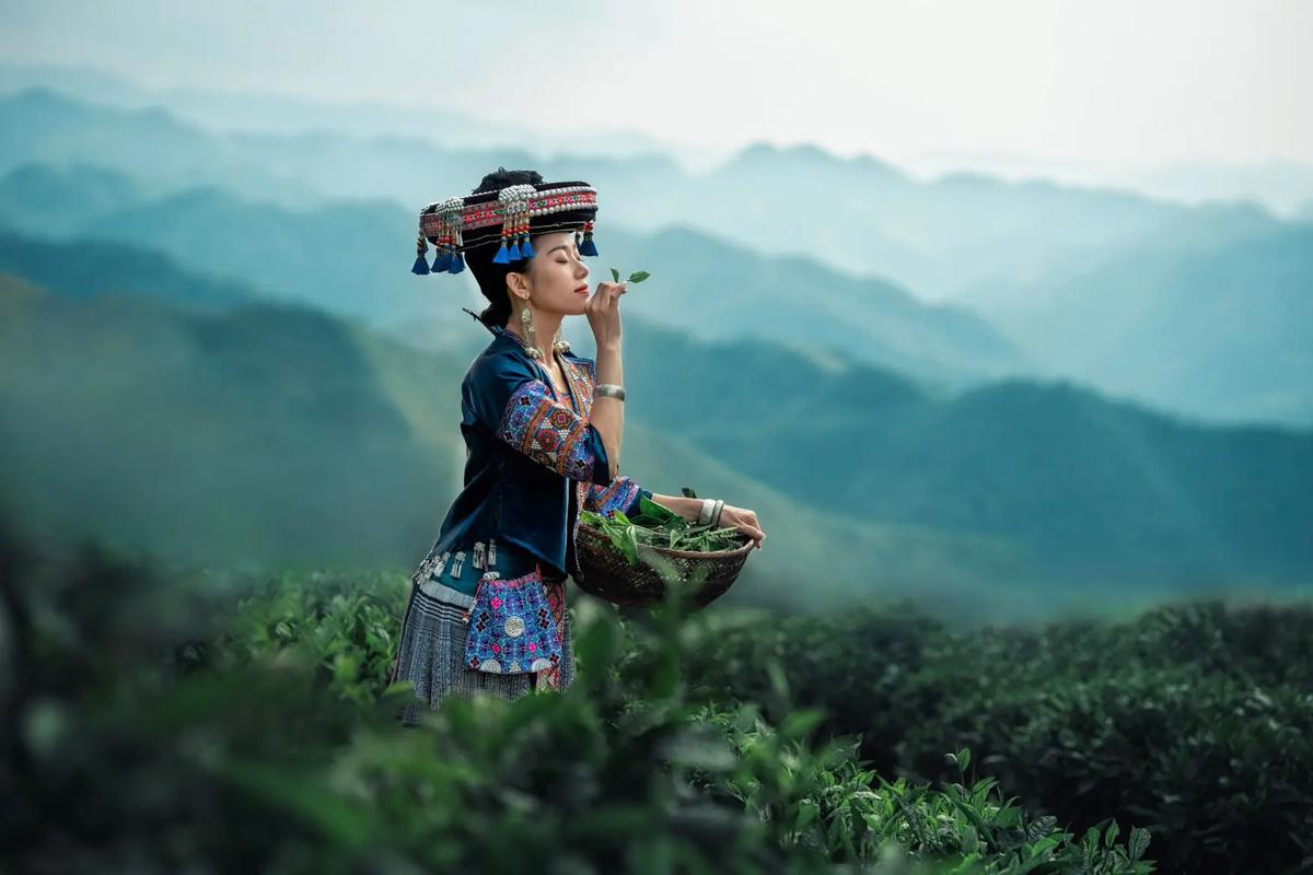 隆林茶山上的苗家妹子 民族服飾與文化交融的迷人風(fēng)采