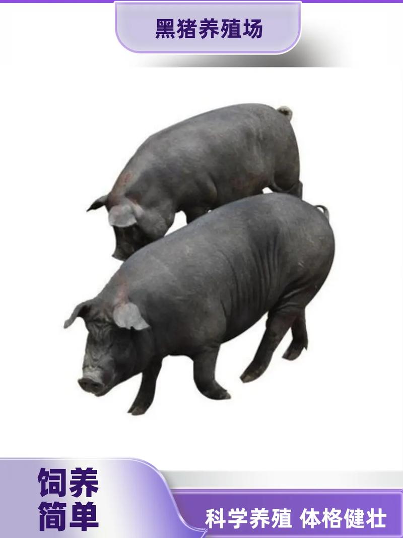 黑豬批發(fā)市場(chǎng)分析 以隆林黑豬為例探討肉質(zhì)優(yōu)勢(shì)與市場(chǎng)前景