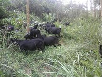 隆林土雞——廣西草根牧業的綠色珍品