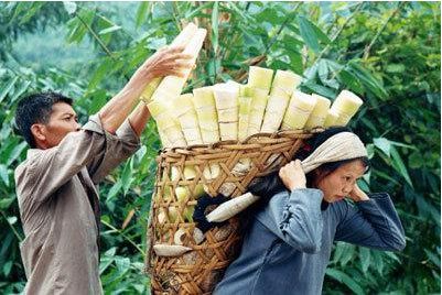 百色各縣市區特產云集 隆林篇——山水間的獨特饋贈