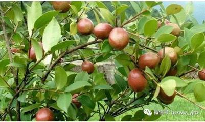 隆林再添光彩 新特產申報國家地理標志保護產品