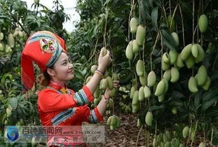 隆林芒果少，但來百色看“芒果日歷” 各品種開采上市時間與你最愛的那一口