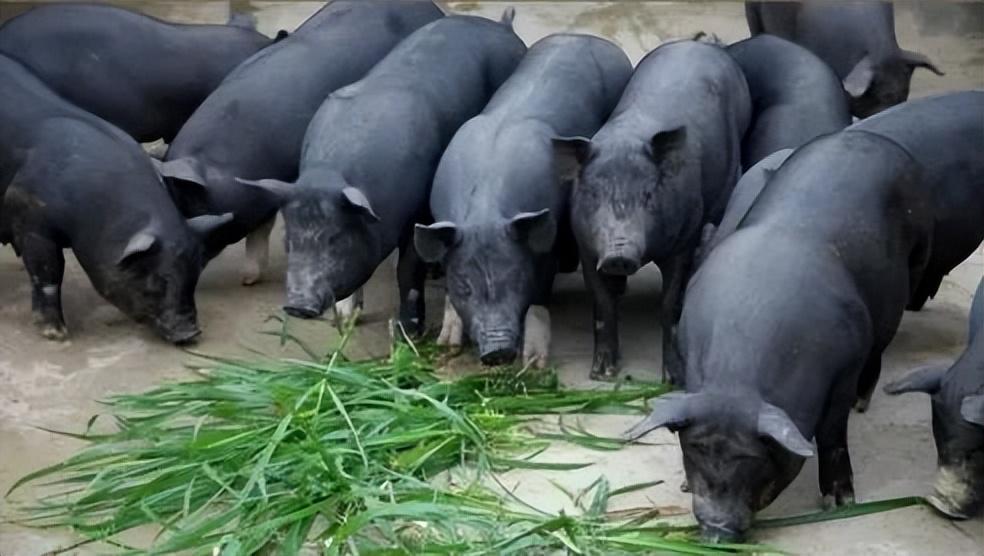 隆林瑰寶 中國地理標志農產品廣西百色篇