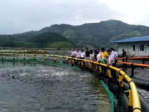 百色市出臺地方特色食品發(fā)展目標 隆林黑豬、臘肉等產業(yè)迎來新機遇